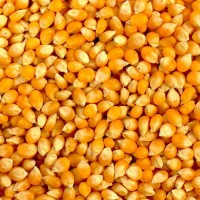 High Quality Natural Yellow Dried CORN * NEW PRICE 2020 *